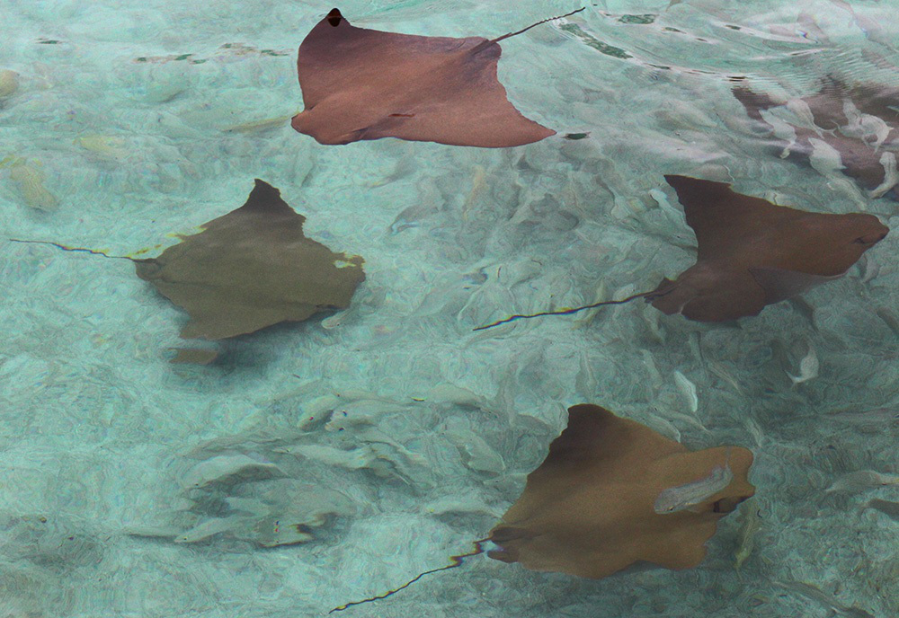 IHEARTALICE.DE – Fashion & Travel Blog: Bahamas Travel & Food Diary