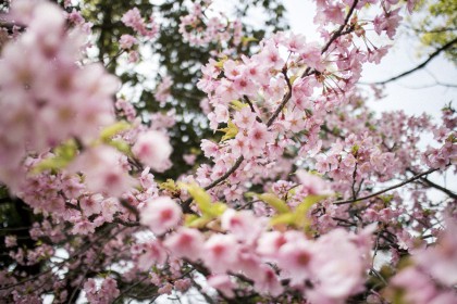 IHEARTALICE.DE – Fashion & Travel-Blog from Germany/Berlin by Alice M. Huynh: Japan Travel & Food Diary & Guide / Tokyo Travel Diary: Sakura Blossom / Cherryblossom Season