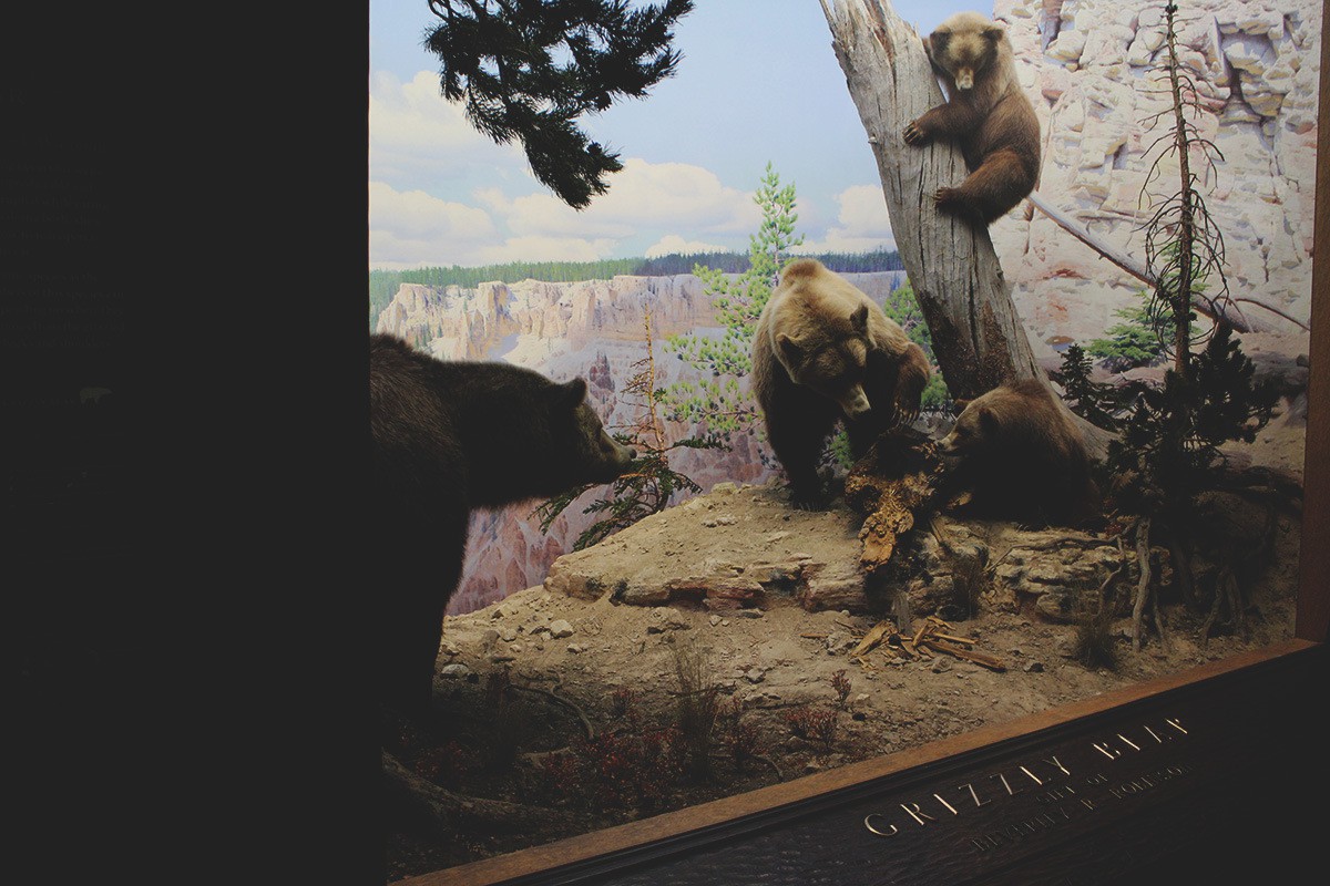 American Museum of Natural History in NYC