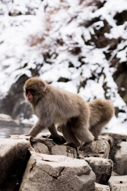 A Quick Travel Guide to Jigokudani Monkey Park 地獄谷野猿公苑 in Nagano, Japan
