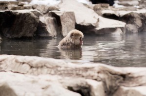 Jigokudani Monkey Park