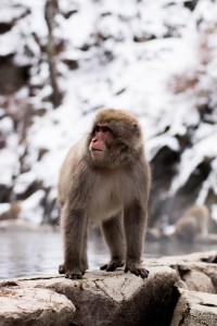 Snow Monkey Park in Nagano, Japan