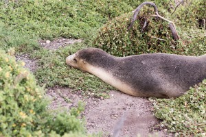 Seal Bay on Kangaroo Island, Australia