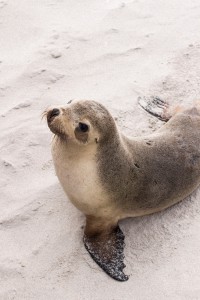 Seal Bay on Kangaroo Island, Australia