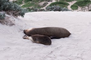 Seal Bay on Kangaroo Island, Australia