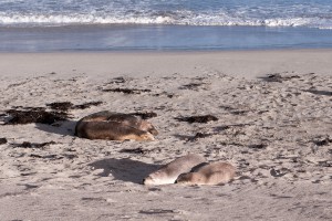 Seal Bay on Kangaroo Island, Australia