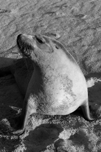 Seal Bay on Kangaroo Island, Australia