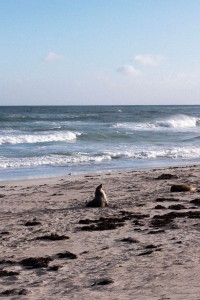 Seal Bay on Kangaroo Island, Australia