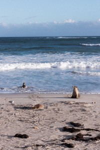 Seal Bay on Kangaroo Island, Australia