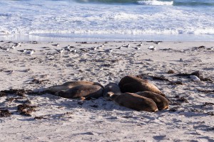 Fur Seal at Seal Bay on Kangaroo Island, Australia