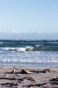 Seal Bay on Kangaroo Island, Australia