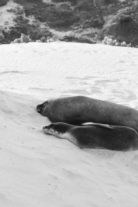 Fur Seals at Seal Bay on Kangaroo Island, Australia