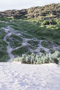 Seal Bay on Kangaroo Island, Australia