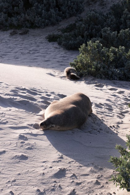 Seal Bay on Kangaroo Island, Australia