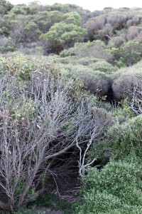 Seal Bay on Kangaroo Island, Australia