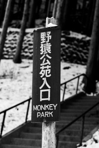 Jigokudani Monkey Park