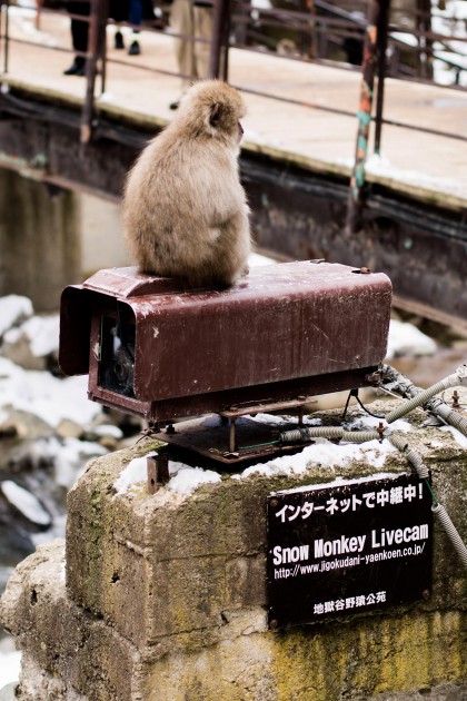 A Quick Travel Guide to Jigokudani Monkey Park 地獄谷野猿公苑 in Nagano, Japan