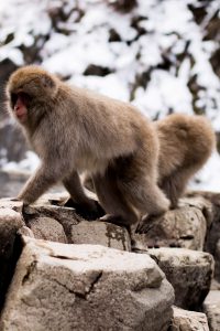 A Quick Travel Guide to Jigokudani Monkey Park 地獄谷野猿公苑 in Nagano, Japan