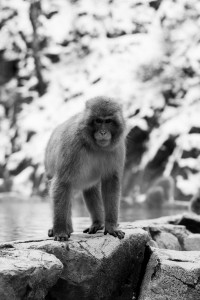 Snow Monkey Park Nagano Travel Guide