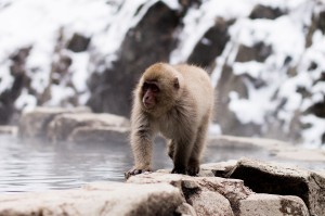 Snow Monkey Park in Nagano, Japan