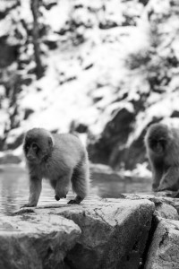 Jigokudani Monkey Park