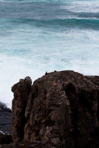 Admirals Arch on Kangaroo Island, Australia