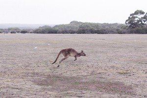 Travel Guide Kangaroo Island, Australia