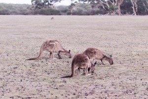 Travel Guide Kangaroo Island, Australia