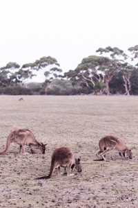 Travel Guide Kangaroo Island, Australia