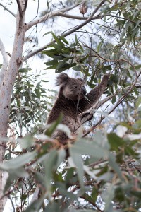 Travel Guide Kangaroo Island, Australia