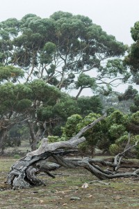 Travel Guide Kangaroo Island, Australia