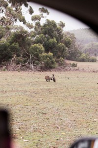 Travel Guide Kangaroo Island, Australia