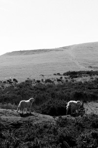 Brecon Beacon Nationalpark / Wales Travel Diary