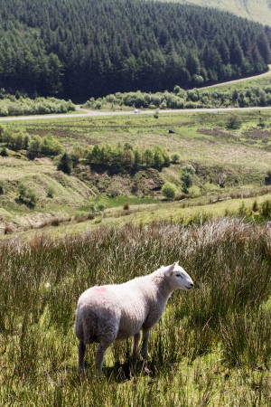 Brecon Beacon Nationalpark / Wales Travel Diary
