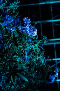 Bombay Sapphire x JUNIQ Secret Art Garden / Berlin Art Week - IheartAlice.com