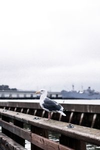 San Francisco Travel Diary - California Roadtrip w/ Air Berlin / Travelblog & Lifestyleblog IheartAlice.com by Alice M. Huynh