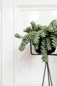 Living Room Inspiration: FERM Living Plantstand from CONNOX / IheartAlice.com