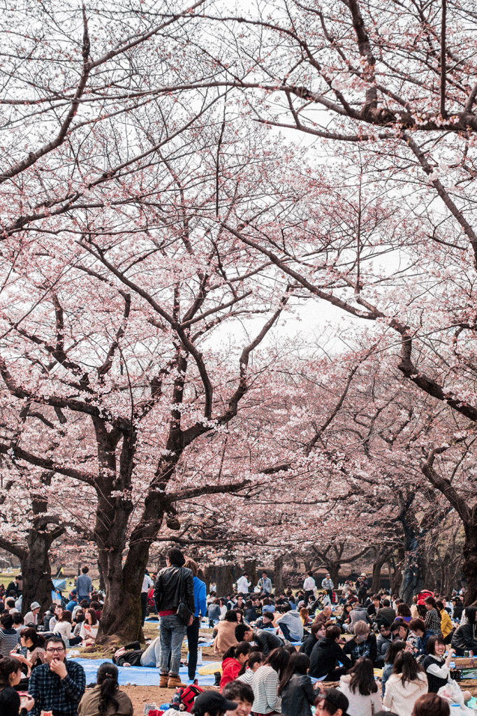 hanami-yoyogi-park_sakura_cherry-blossoms_tokyo_travel-guide_04 | i ...