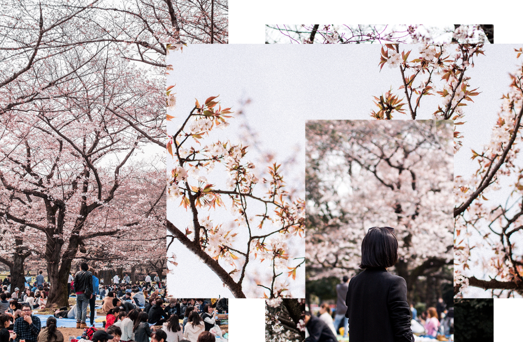 hanami-yoyogi-park_sakura_cherry-blossoms_tokyo_travel-guide_04a | i ...