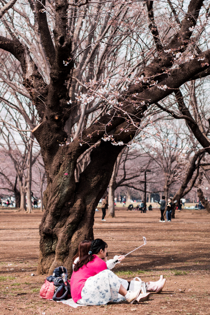Hanami at Yoyogi Park / Sakura Season Travle Guide to Tokyo - Traveldiary & Guides by IheartAlice.com