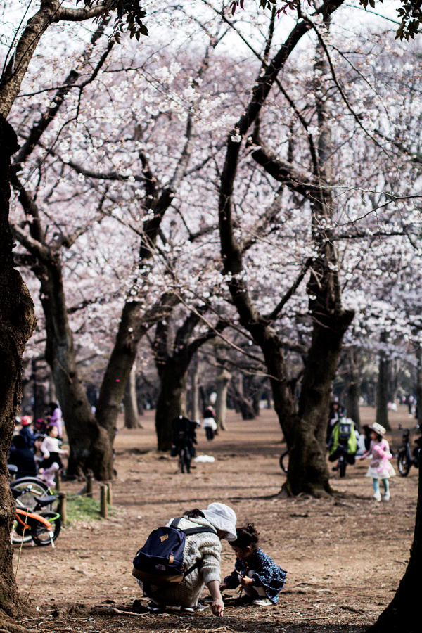 Hanami at Yoyogi Park / Sakura Season Travle Guide to Tokyo - Traveldiary & Guides by IheartAlice.com