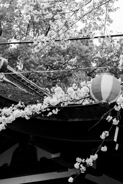 Best Hanami Sakura Spot in Kyoto: Hirano Jinja Shrine / Travel Diary & Guide by IheartAlice.com - Travelblog & Lifestyleblog by Alice M. Huynh