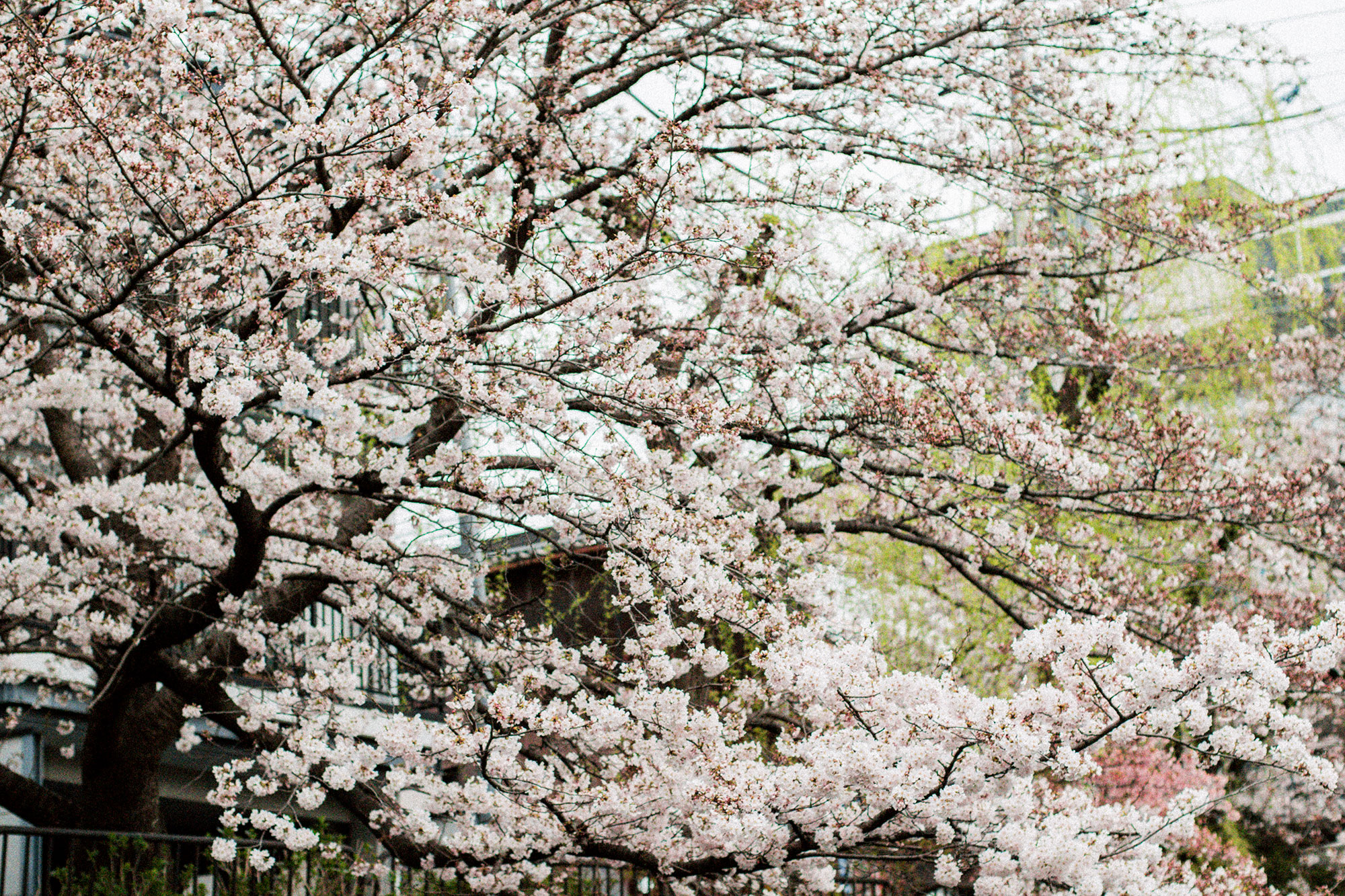 Sakura Watching at Hirano Shrine 平野神社 – Kyoto Hanami Spot / Travel Diary & Guide by iHeartAlice.com - Travel, Food & Lifestyleblog by Alice M. Huynh