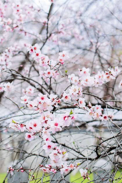 Best Hanami Sakura Spot in Kyoto: Hirano Jinja Shrine / Travel Diary & Guide by iHeartAlice.com - Travel, Food & Lifestyleblog by Alice M. Huynh