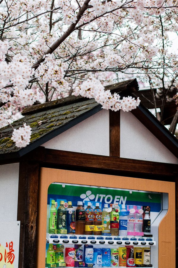 Best Hanami Sakura Spot in Kyoto: Hirano Jinja Shrine / Travel Diary & Guide by iHeartAlice.com - Travel, Food & Lifestyleblog by Alice M. Huynh