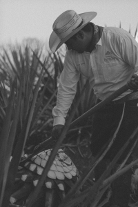 Eine Reise zu den Wurzeln des Tequila mit Patron / Jalisto, Mexico Travel Diary - My trip to Hacienda Patron, the birthplace of Tequila / Travel, Lifestyle & Foodblog by Alice M. Huynh - iHeartAlice.com