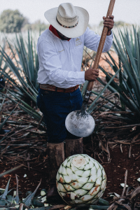 Eine Reise zu den Wurzeln des Tequila mit Patron / Jalisto, Mexico Travel Diary - My trip to Hacienda Patron, the birthplace of Tequila / Travel, Lifestyle & Foodblog by Alice M. Huynh - iHeartAlice.com