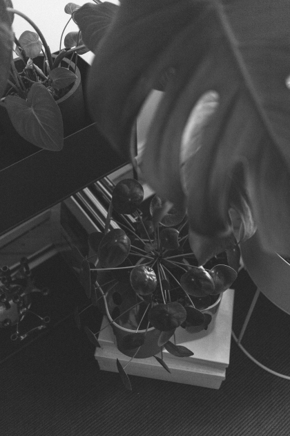 Plantcorner Inspiration with ferm Living Plant Box & Flinders / Minimalist Interior Inspiration with iHeartAlice.com by Alice M. Huynh