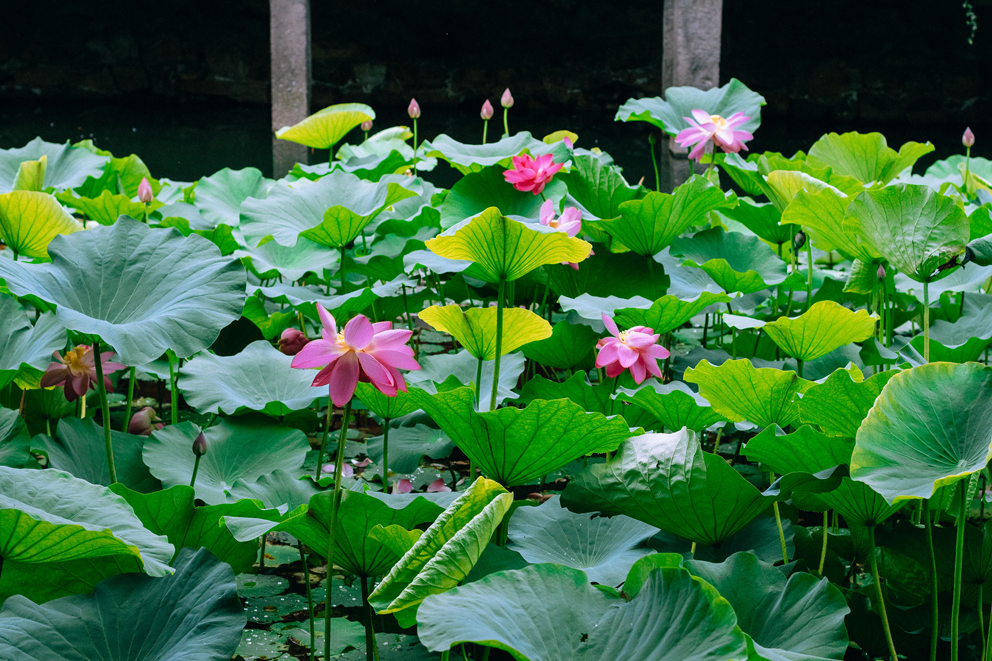 Humble Administrator's Garden in Suzhou – Zhuo Zheng Yuan in Jiangsu Province / Suzhou Travel Guide – Travel, Lifestyle & Fashionblog by Alice M. Huynh / iHeartAlice.com