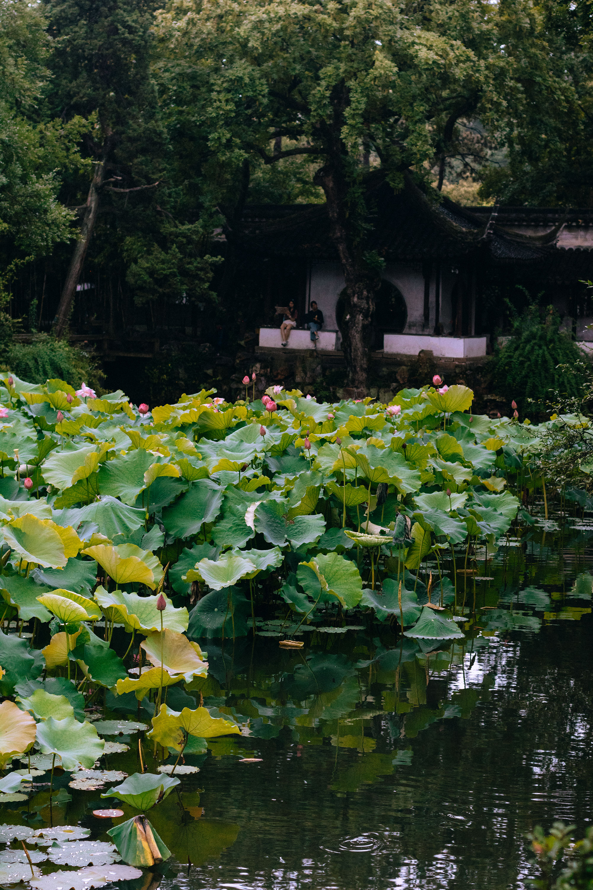 Humble Administrator's Garden in Suzhou – Zhuo Zheng Yuan in Jiangsu Province / Suzhou Travel Guide – Travel, Lifestyle & Fashionblog by Alice M. Huynh / iHeartAlice.com